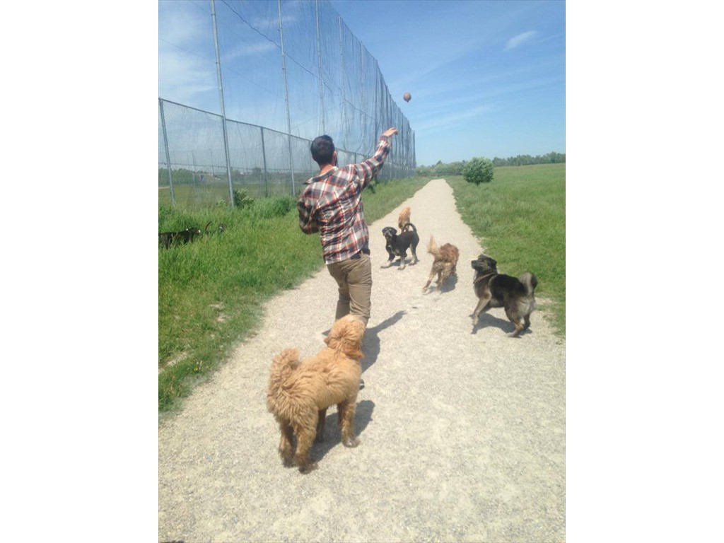 Dan throwing the ball for the pups on a nice sunny day