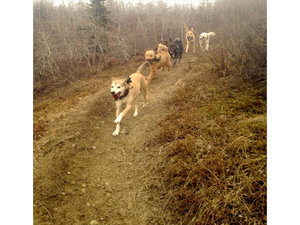 The pups playing chase with each other on one of our fall pack walks 