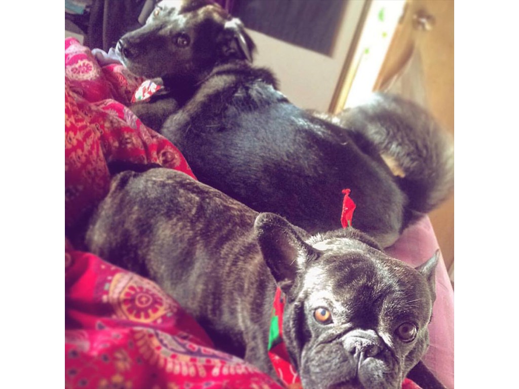 Our two girls, Brooklyn and Betsy, all cuddled up in bed