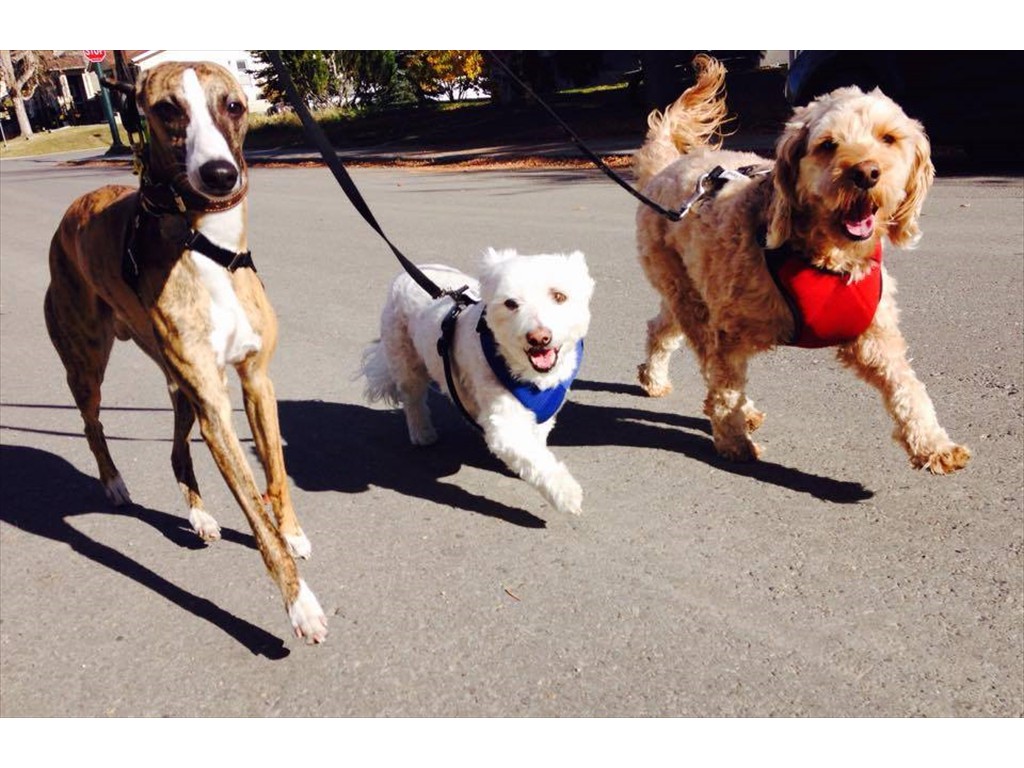 3 cute pups out for a nice leash walk